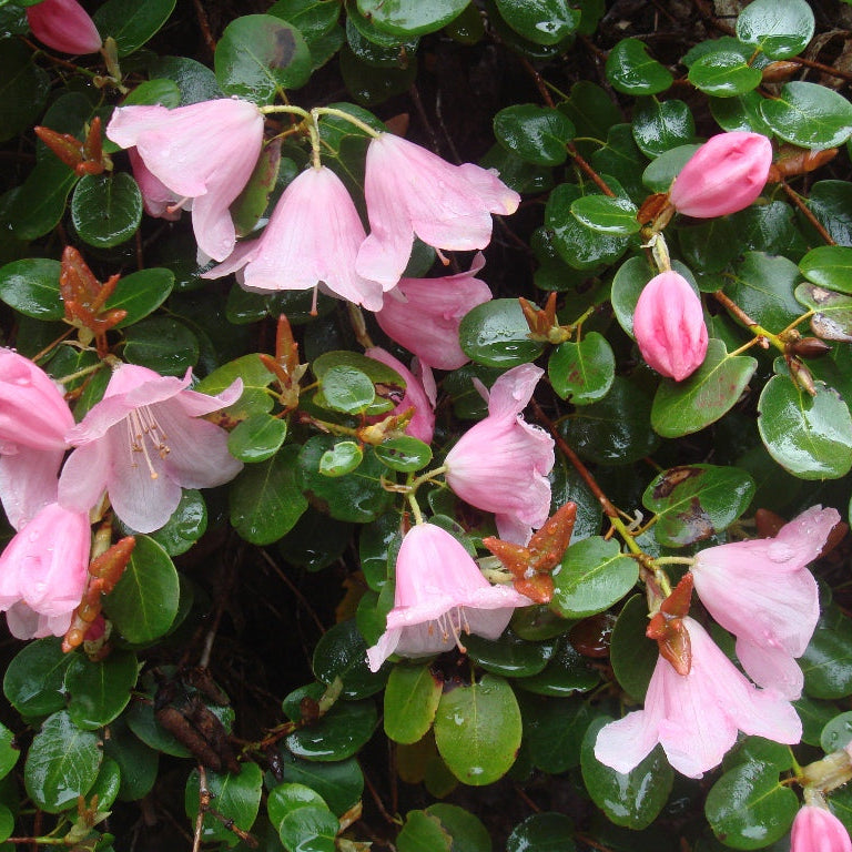 Rhododendron williamsianum  1966/606