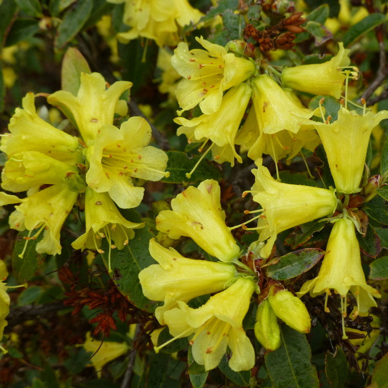 Rhododendron xanthostephanum  KR