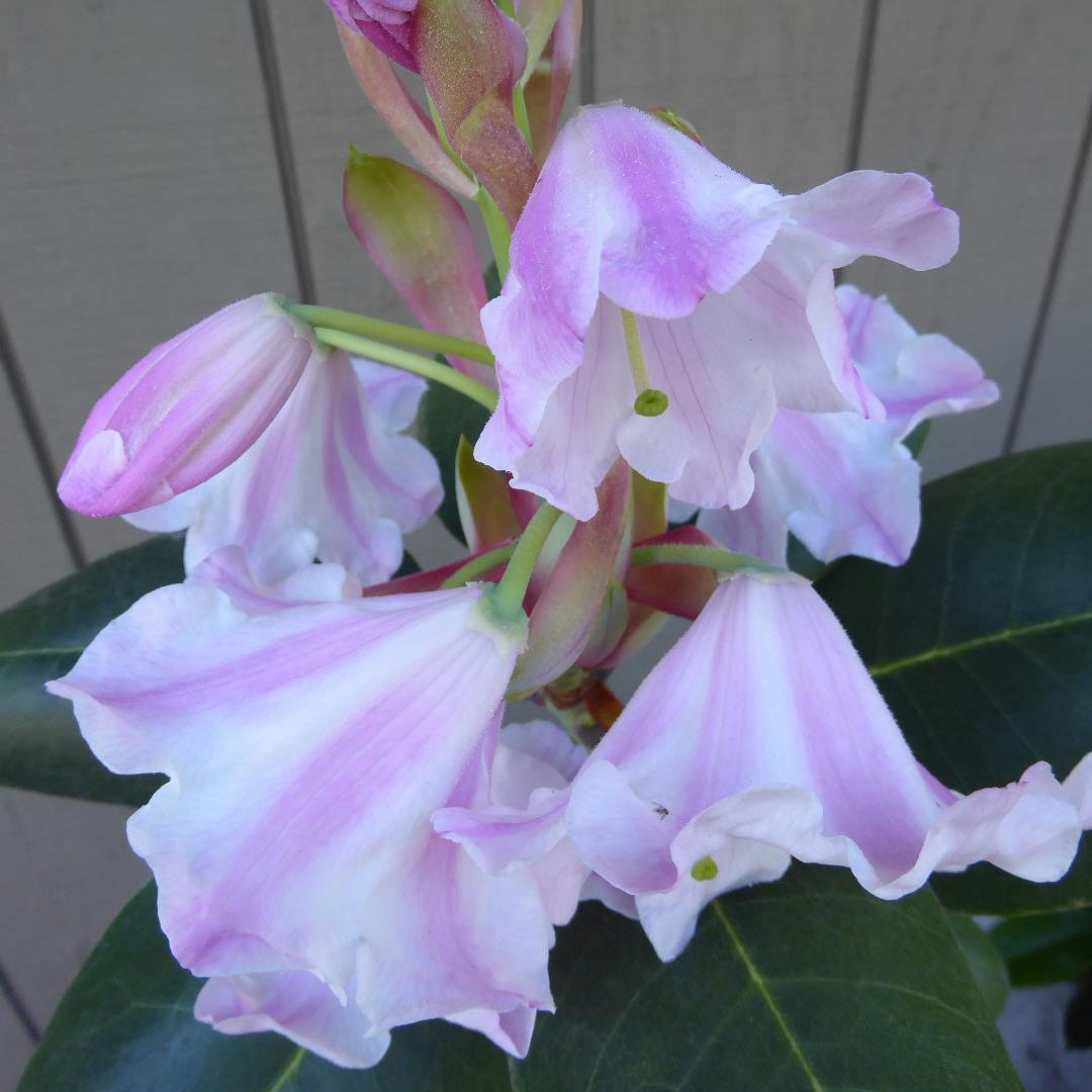 Rhododendron yuanbaoshanense  YuGu