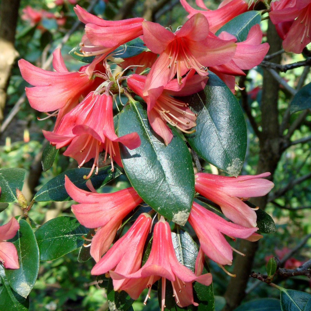 Rhododendron 'Biskra'