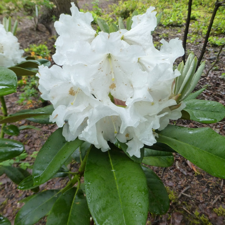 Rhododendron 'Glendoick Vanilla'