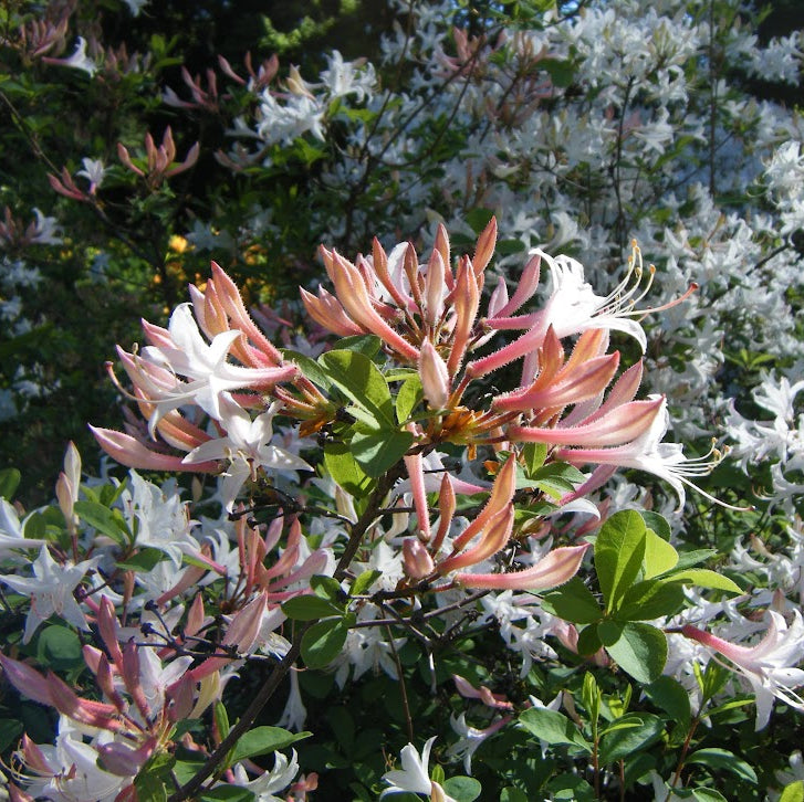 Rhododendron atlanticum RSBG