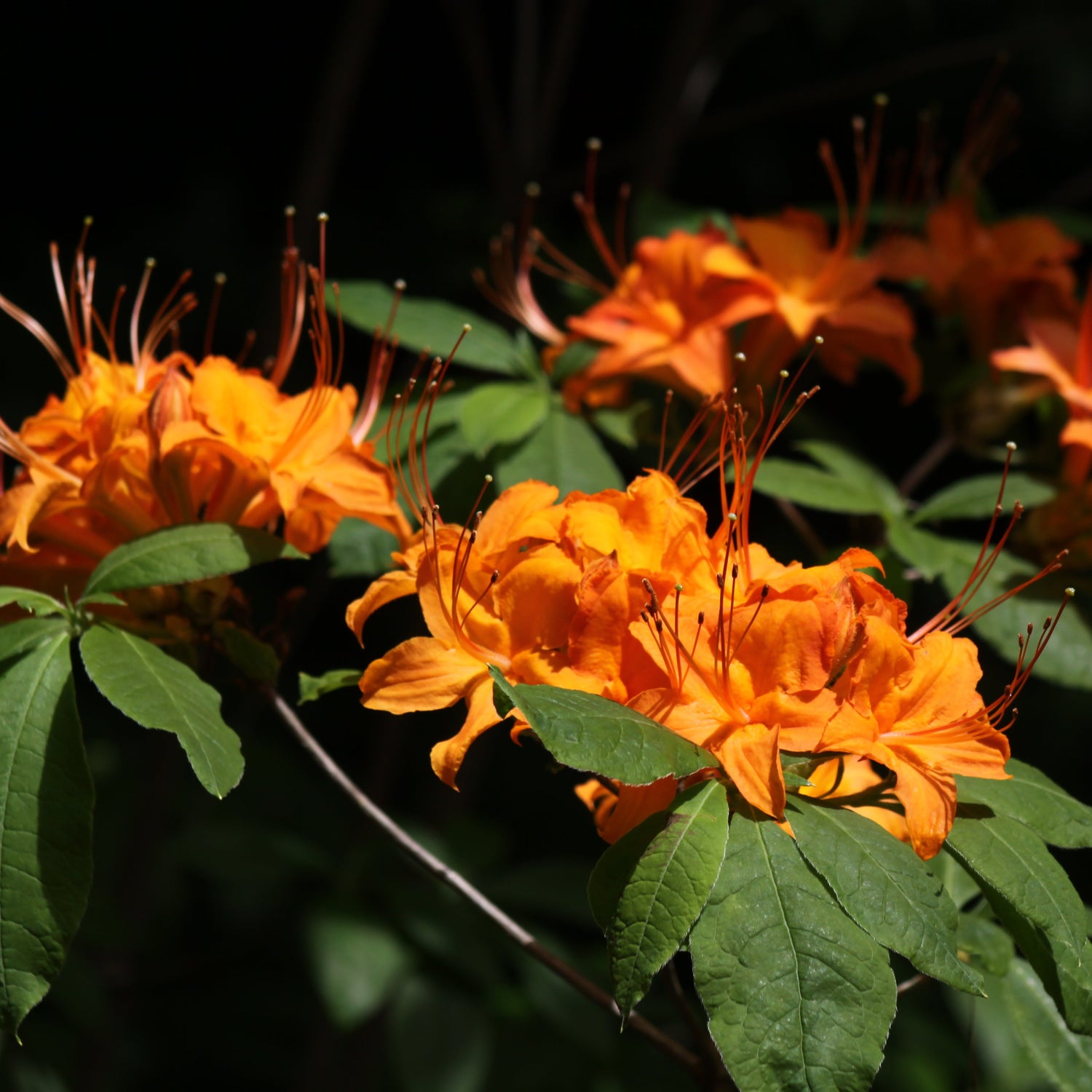 Rhododendron calendulaceum 224sd2016