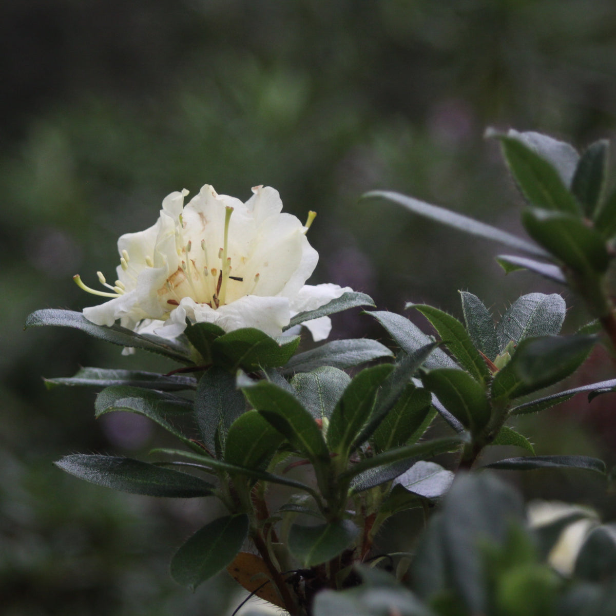 Rhododendron fletcherianum  1968/858