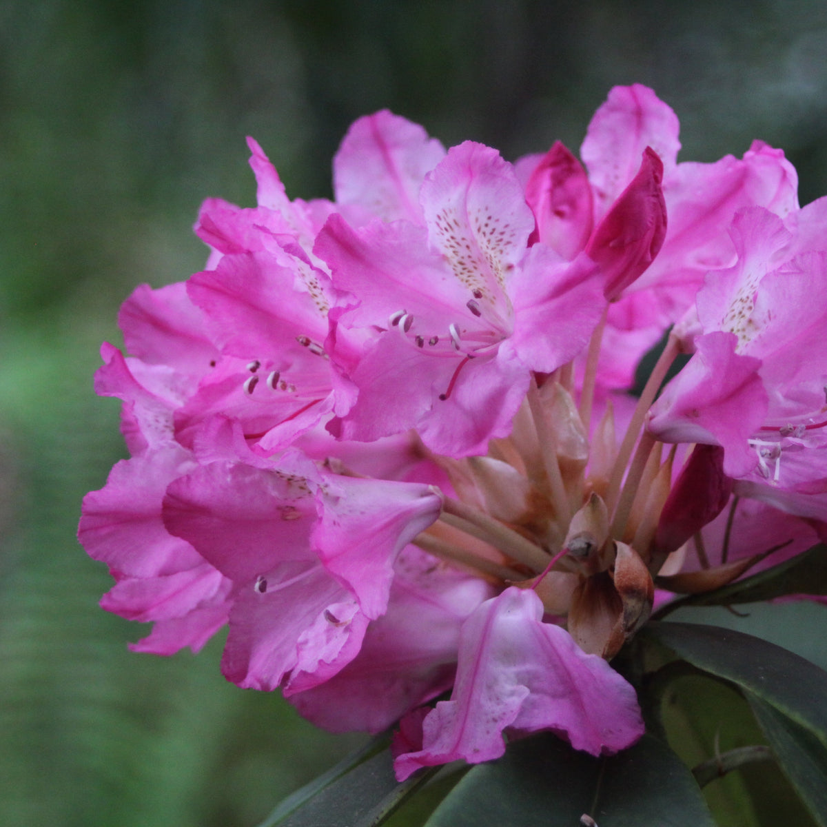 Rhododendron macrophyllum  RSBG