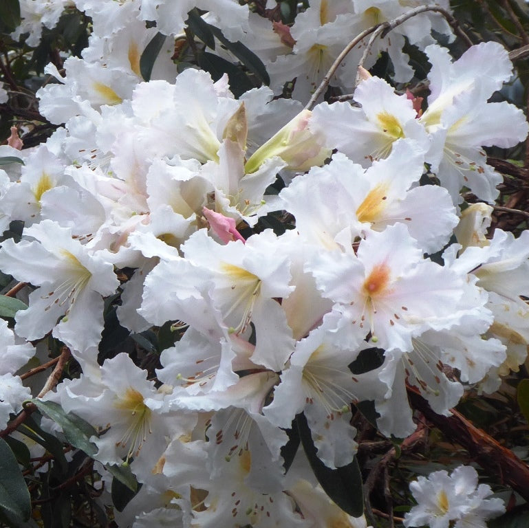 Rhododendron veitchianum 'Ashcombe'