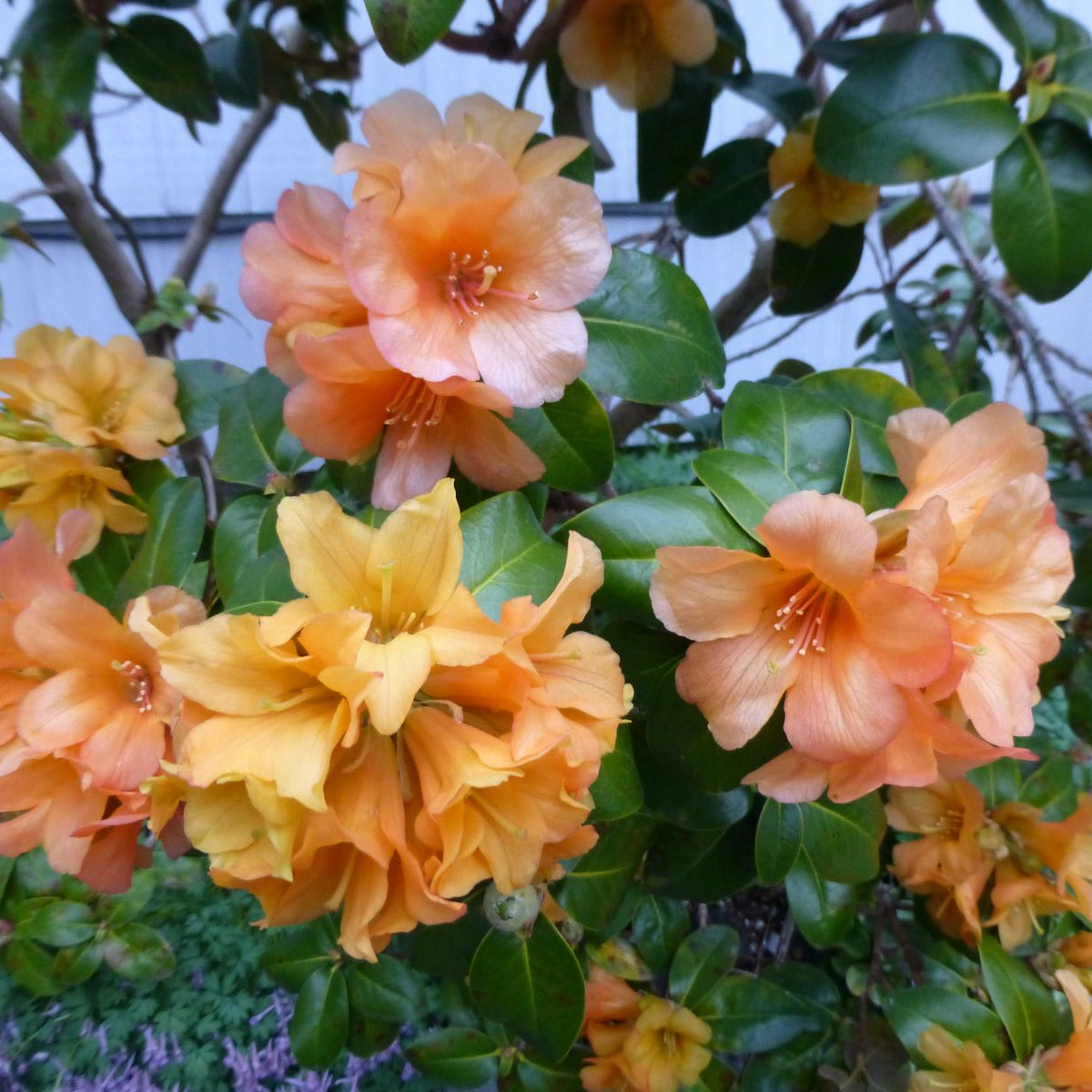 Rhododendron 'Trewithen Orange'