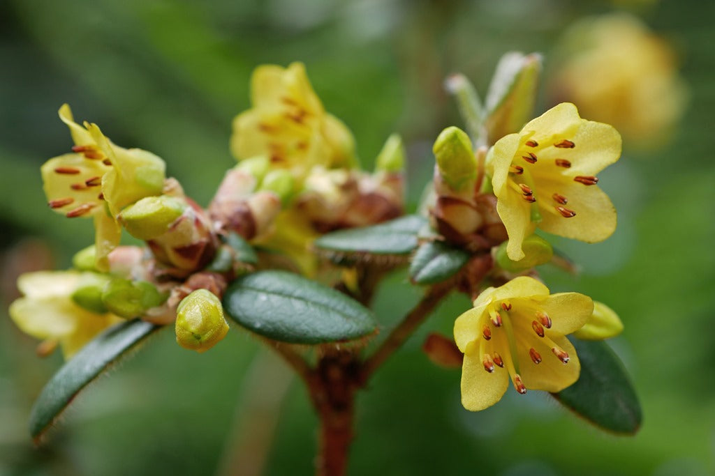 Rhododendron oblongilobatum  JN