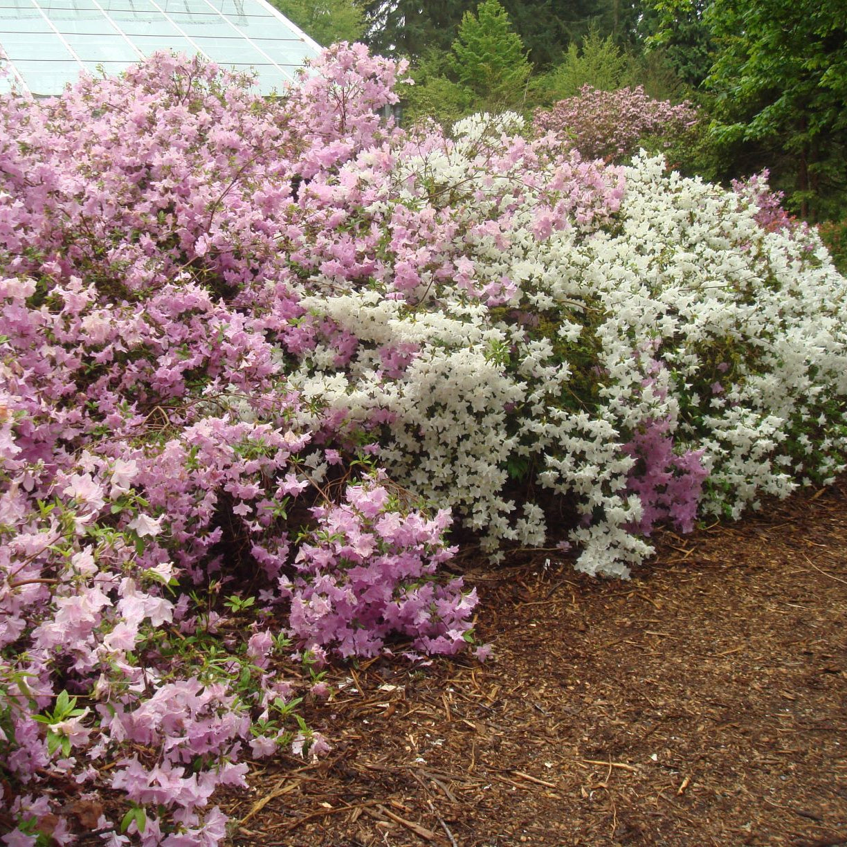 Rhododendron yedoense var. poukhanense