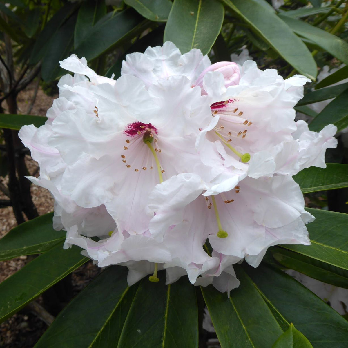 Rhododendron 'Calfort Bounty'