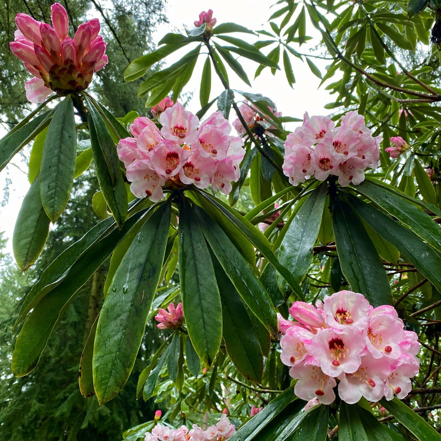 Rhododendron calophytum var. calophytum RSBG