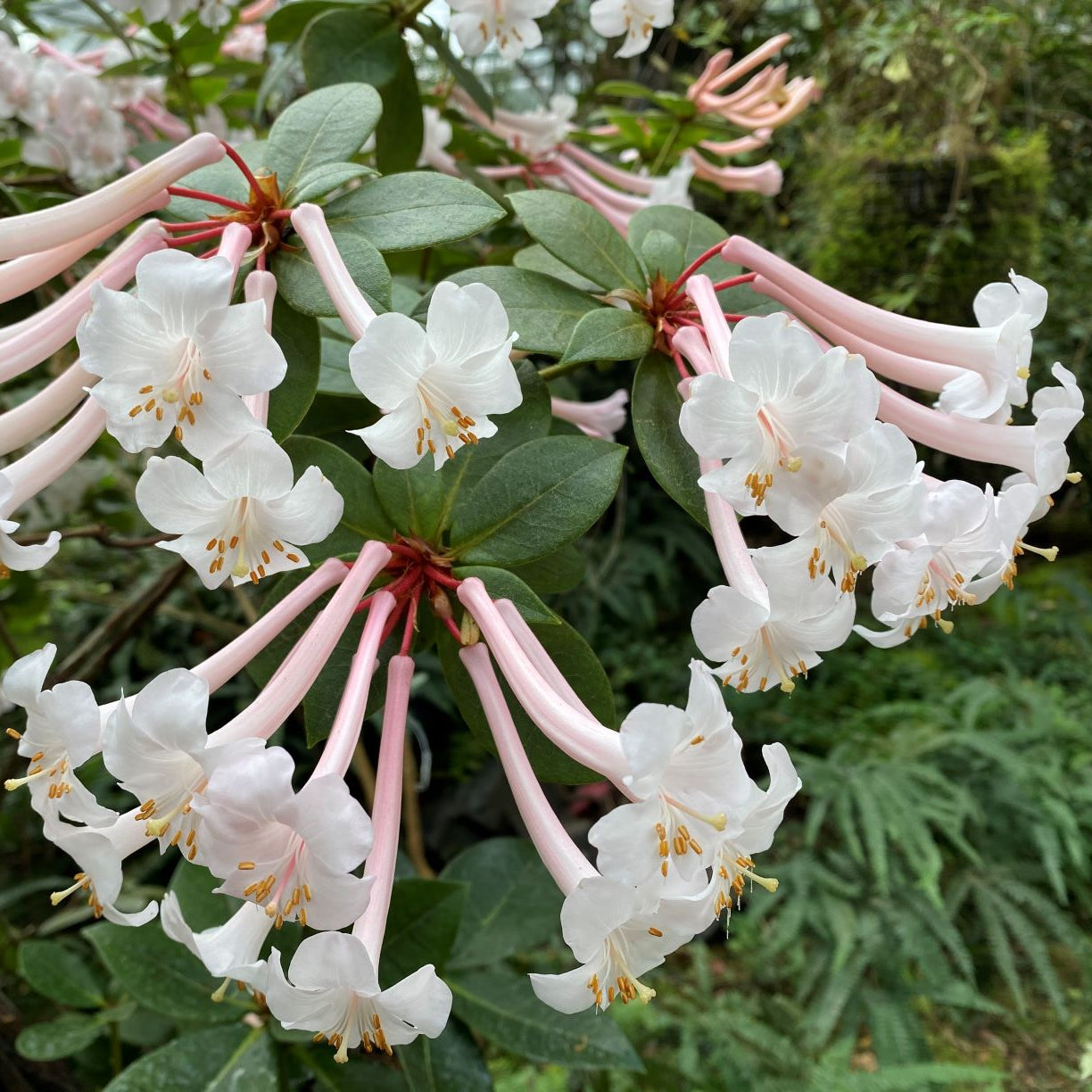 Rhododendron tuba