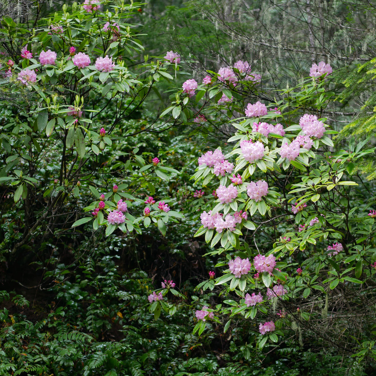 Rhododendron macrophyllum  RSBG