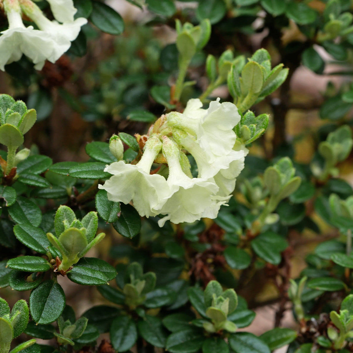 Rhododendron sargentianum  1975/280