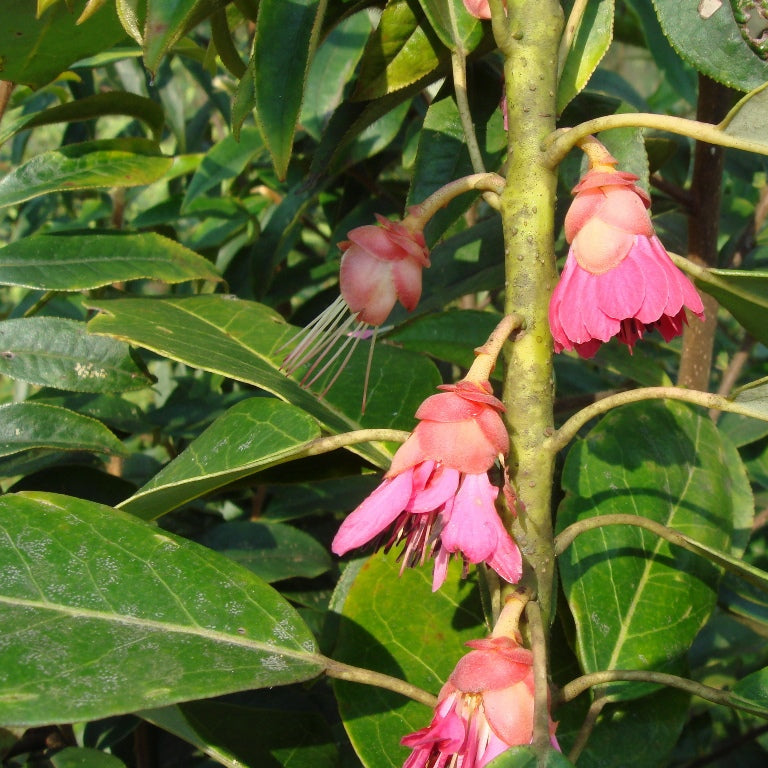 Rhodoleia parvipetala DJHV
