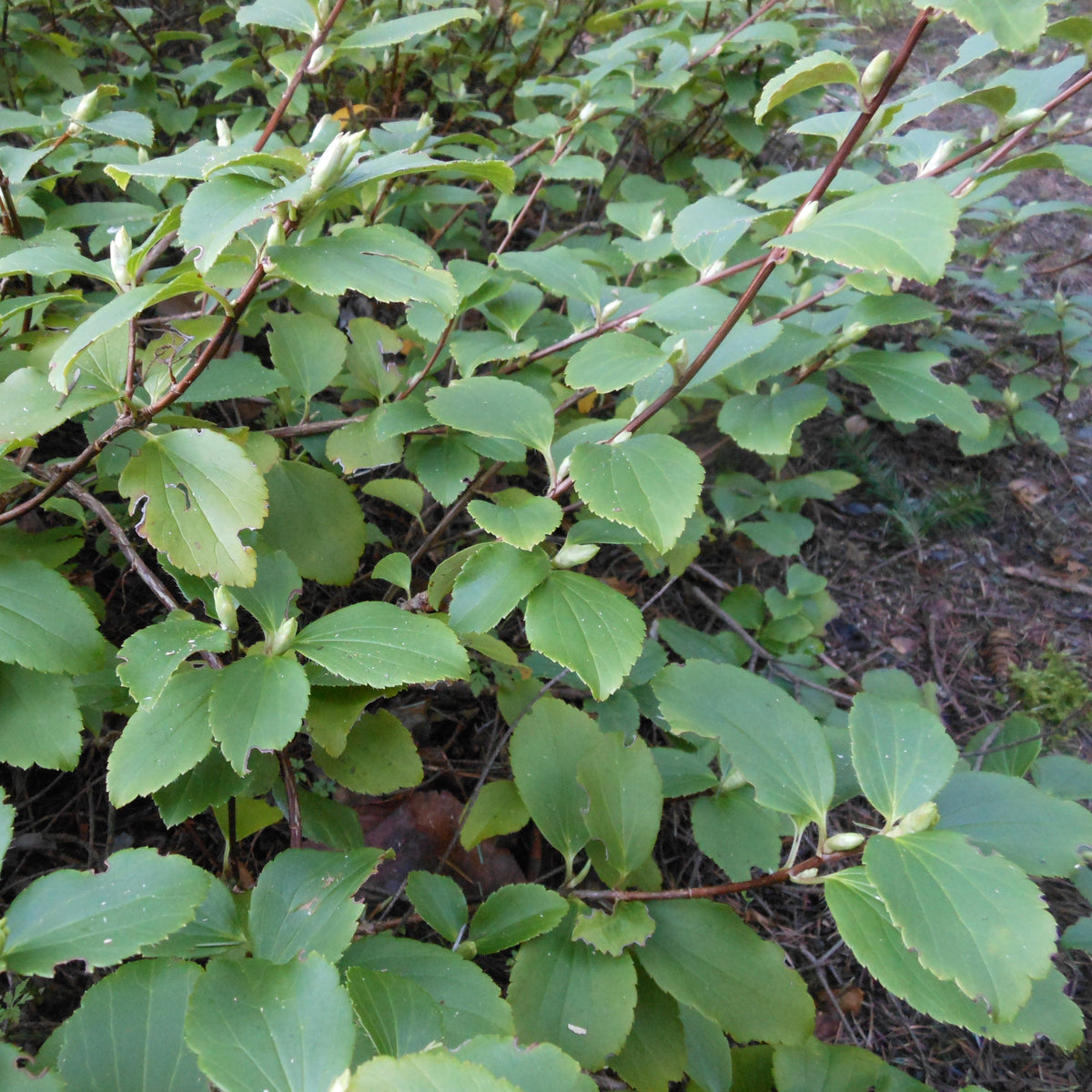 Ribes davidii  DJHC