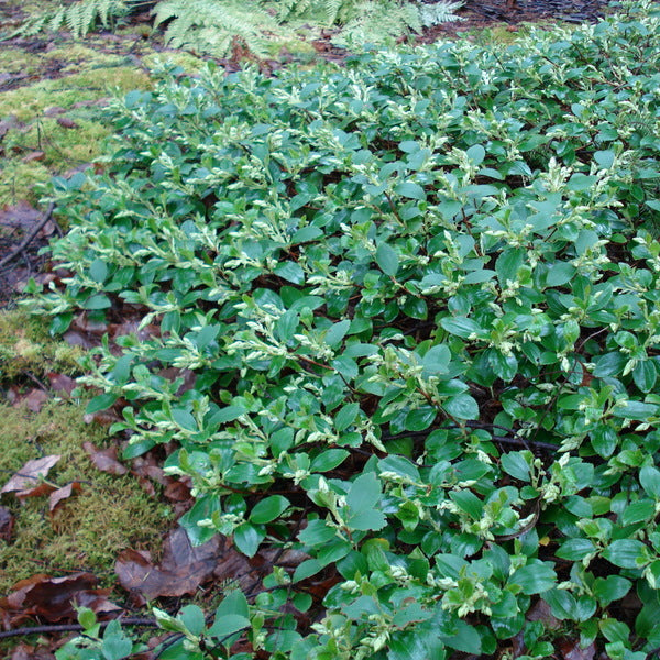 Ribes davidii  DJHC