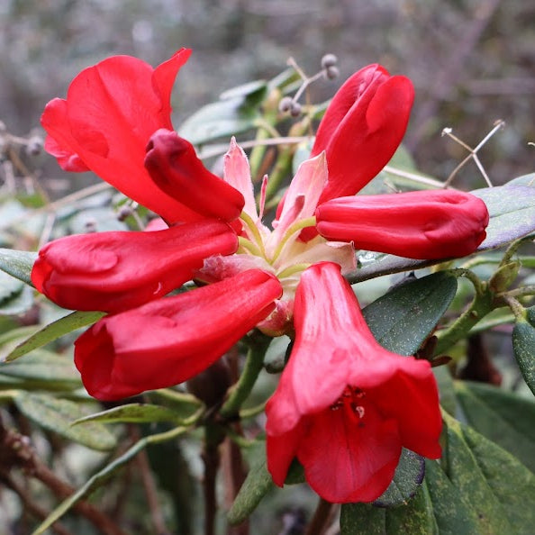 Rhododendron 'Royston Red'