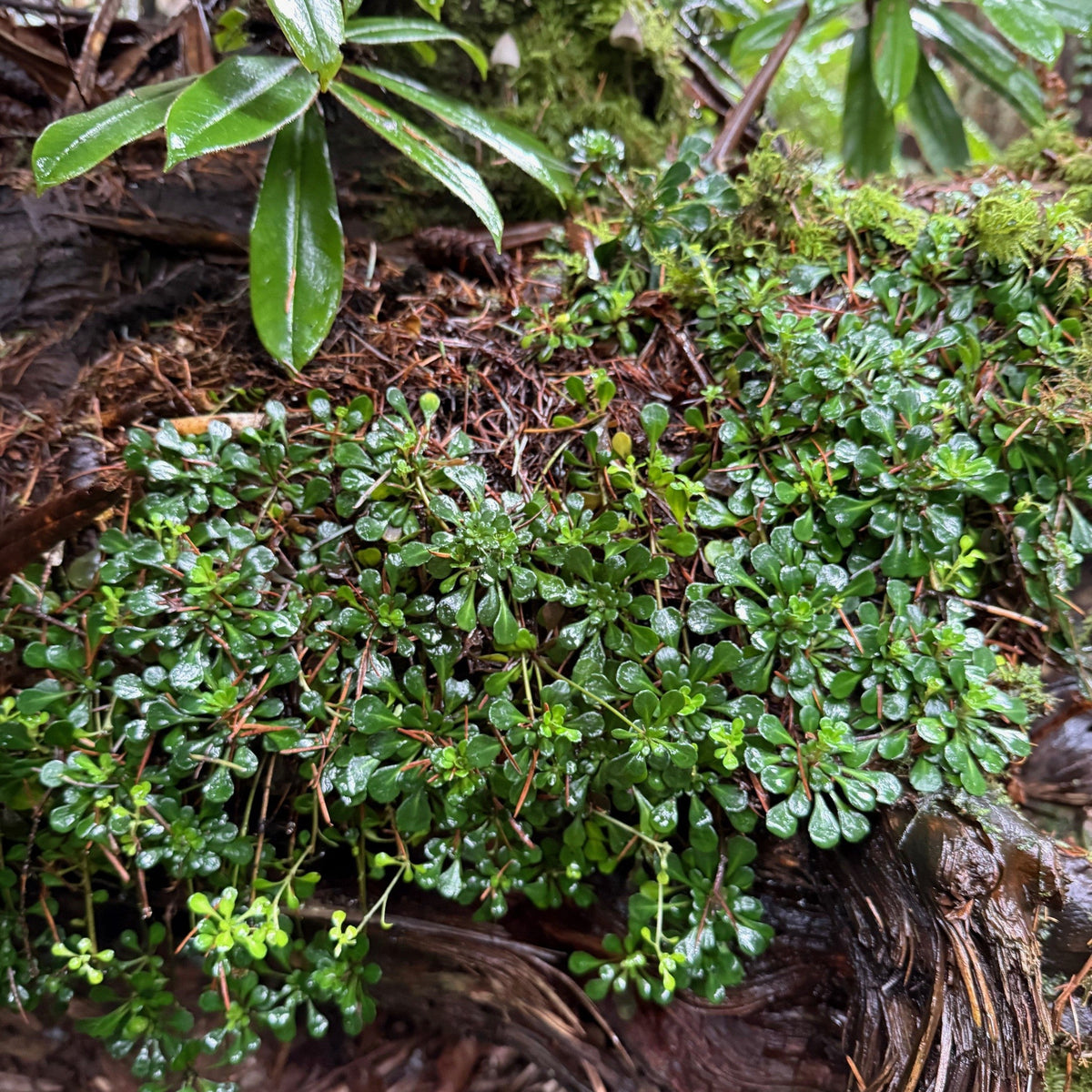 Saxifraga cuneifolia
