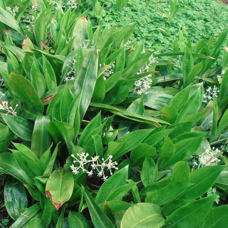Speirantha convallarioides