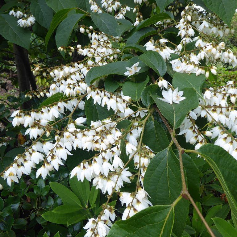 Styrax huanus  (ex. EN