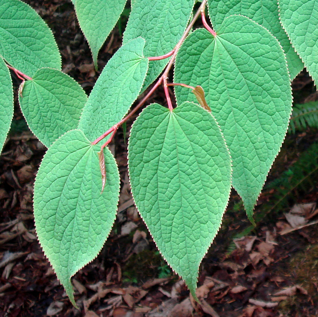 Tetracentron sinense  (ex. SEH
