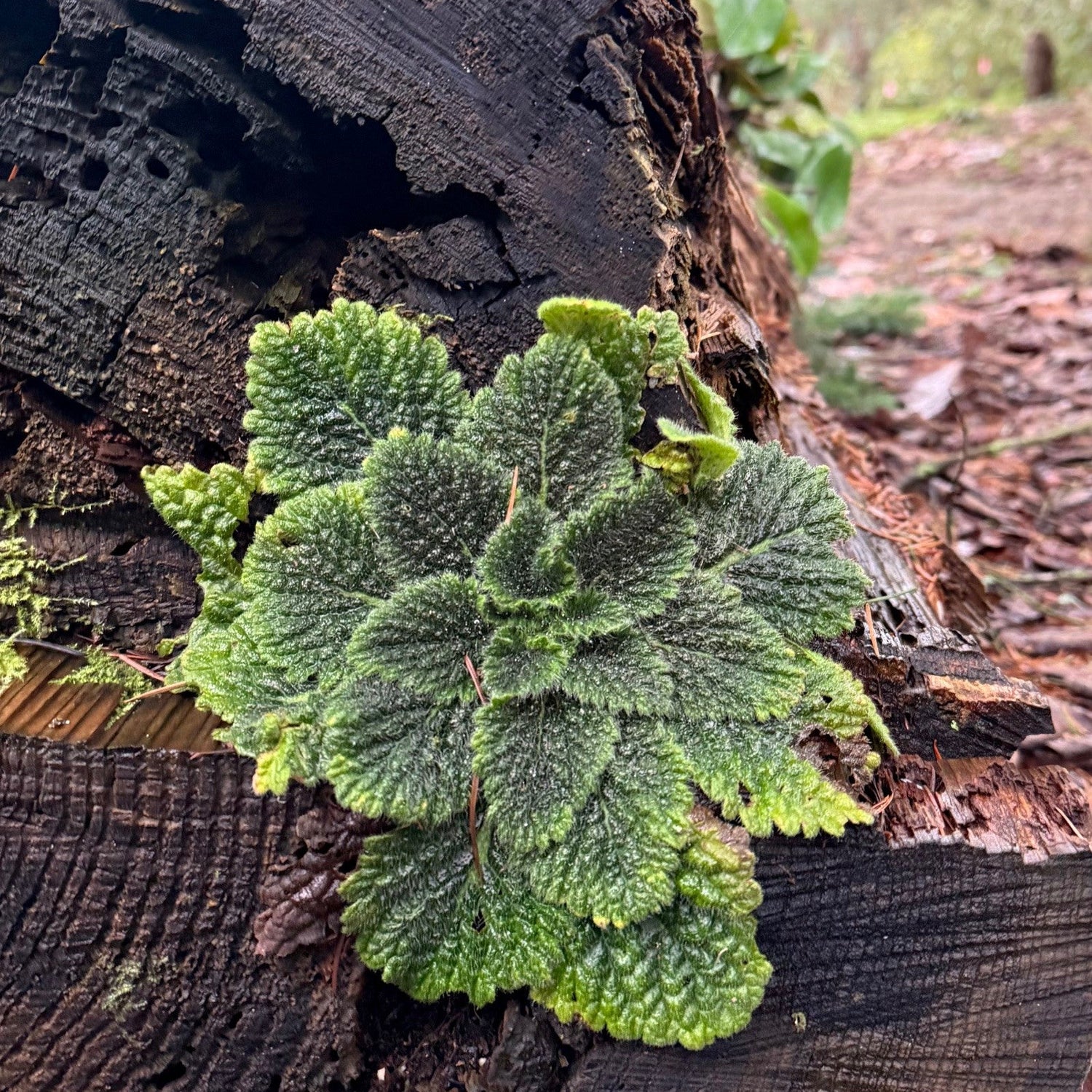 Tremacron aurantiacum