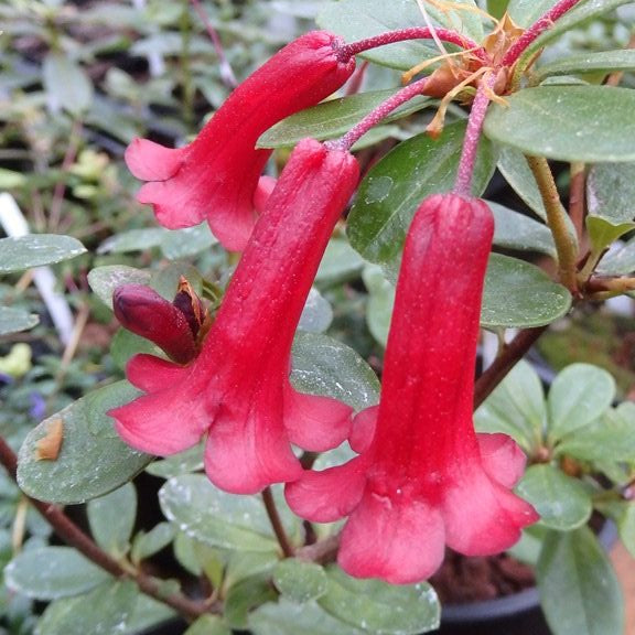 Rhododendron 'Tropic Alpine Ruby'