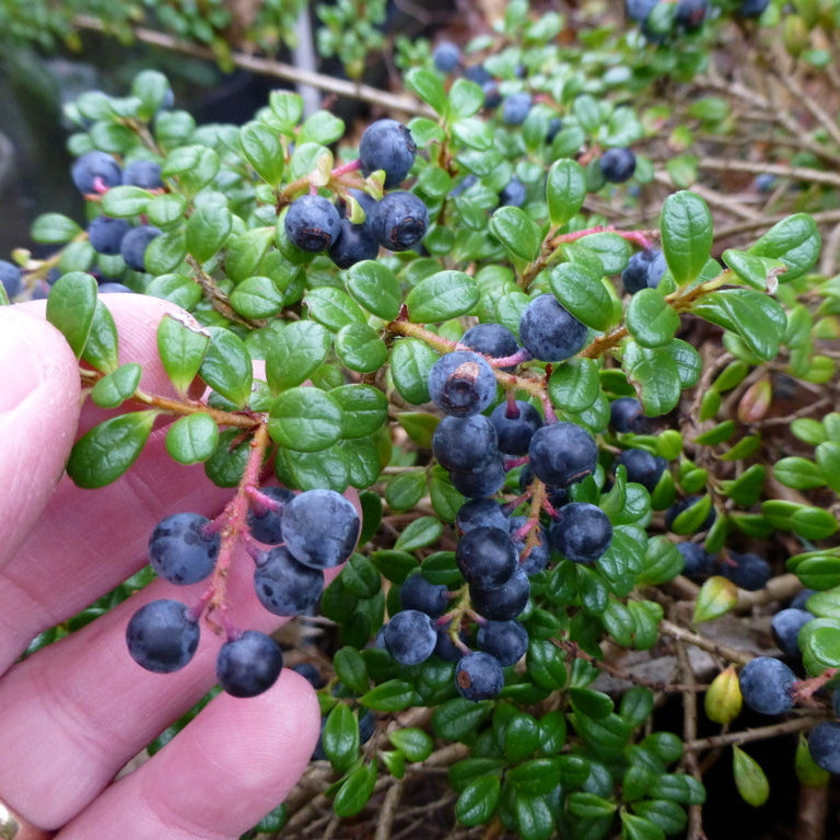 Vaccinium delavayi MD