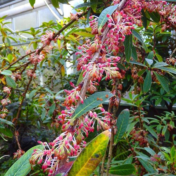 Vaccinium kachinense