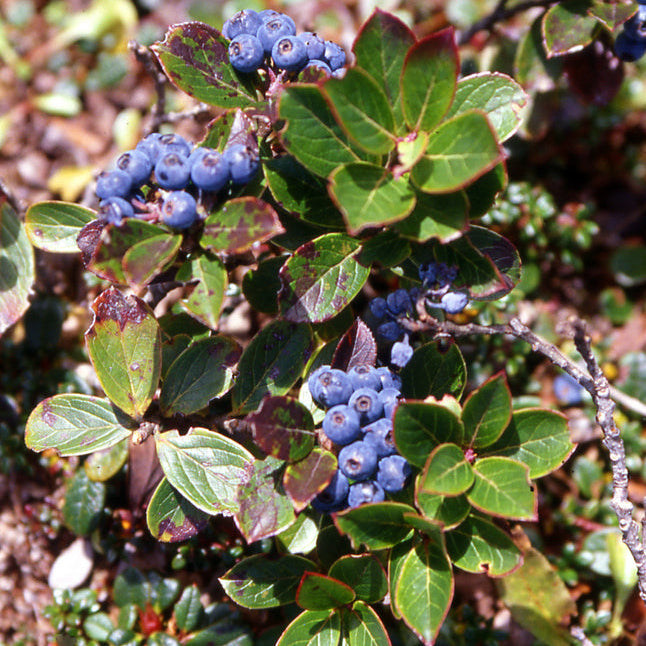 Vaccinium sikkimense CCHH
