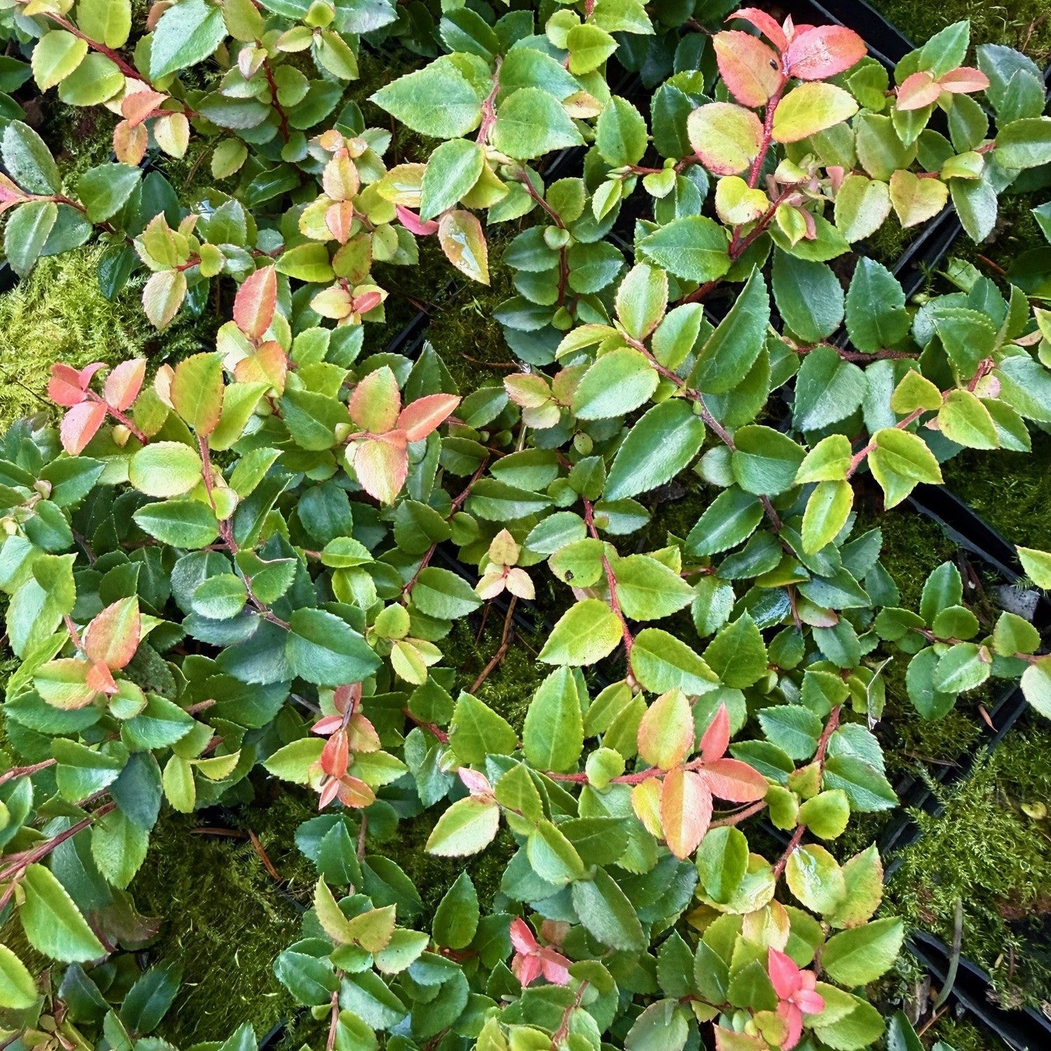 Vaccinium ovatum 'St. Andrews'