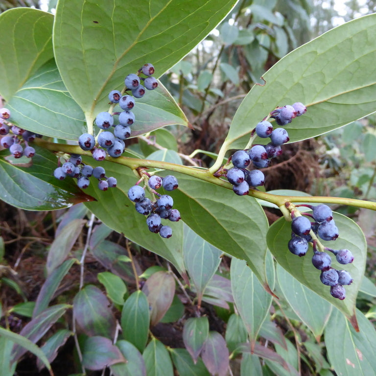 Vaccinium glaucorubrum