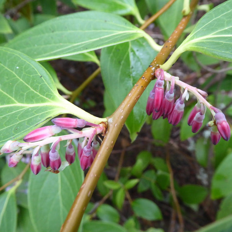 Vaccinium glaucorubrum