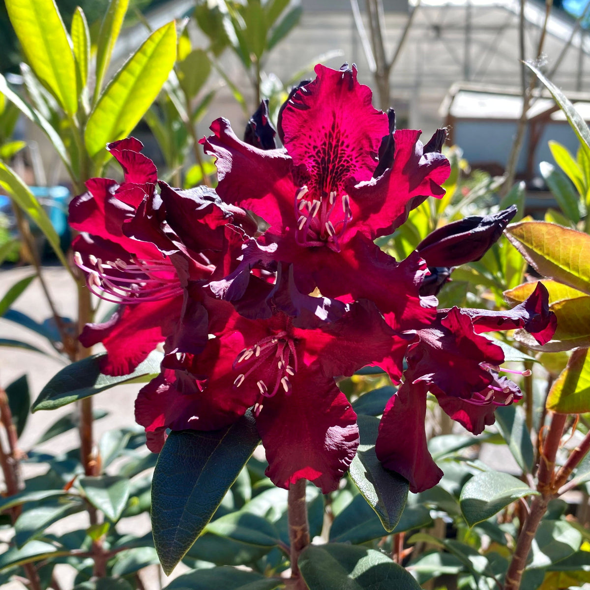 Rhododendron 'Warlock'