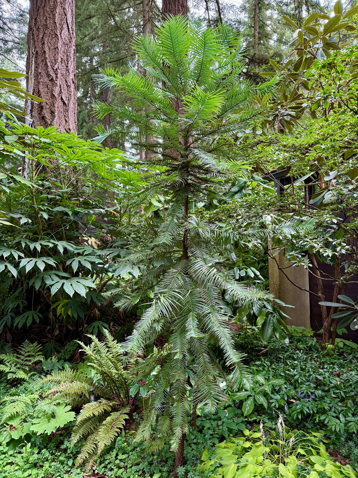 Wollemia nobilis