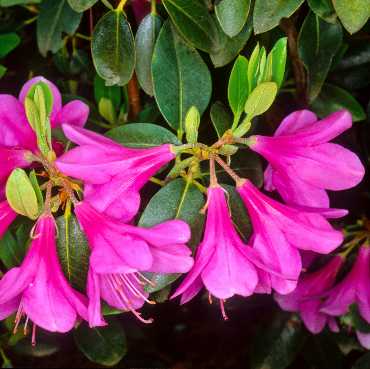 Rhododendron 'Youthful Sin' (Yunncinn Group)