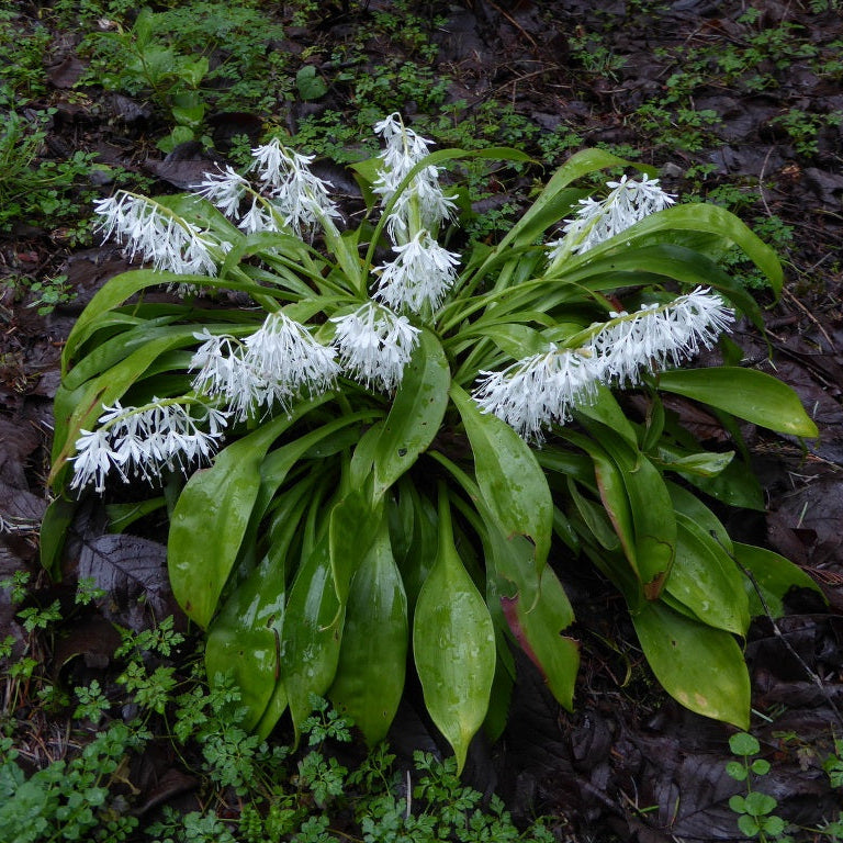 Ypsilandra thibetica