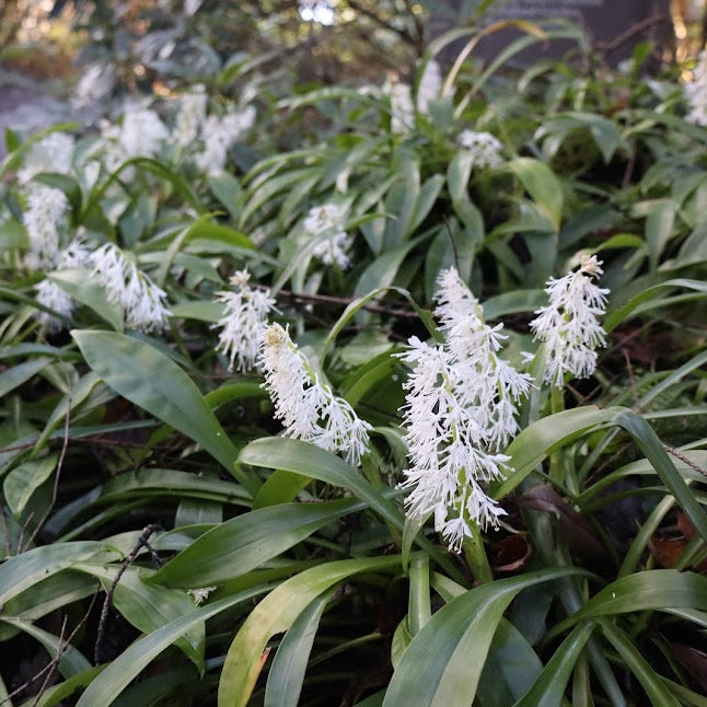 Ypsilandra thibetica  (ex. SEH