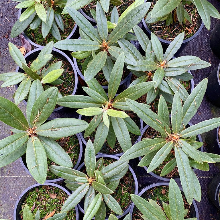 Rhododendron adenosum RSBG