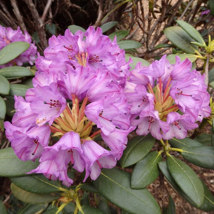 Rhododendron campanulatum ssp. aeruginosum  1994/404  CH&M