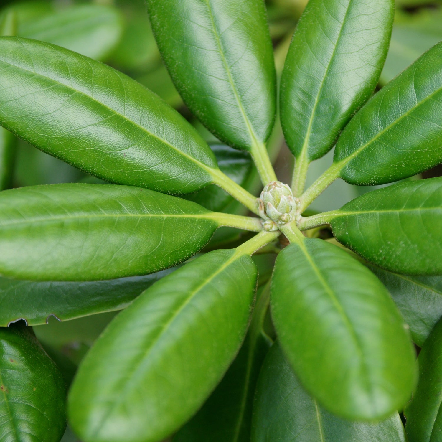 Rhododendron brachycarpum ssp. brachycarpum 224sd2006