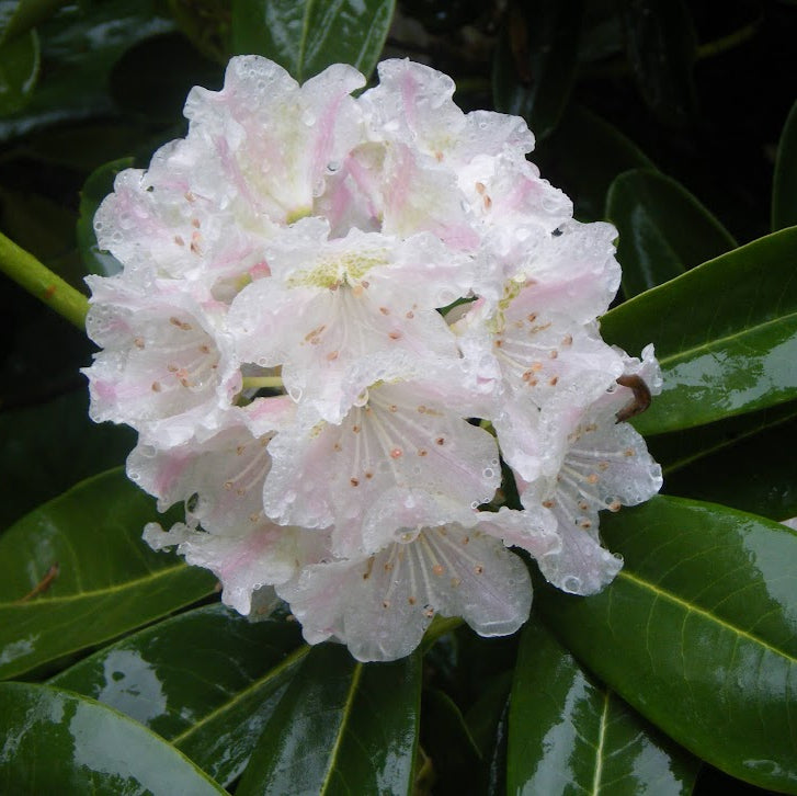 Rhododendron brachycarpum ssp. brachycarpum 224sd2006