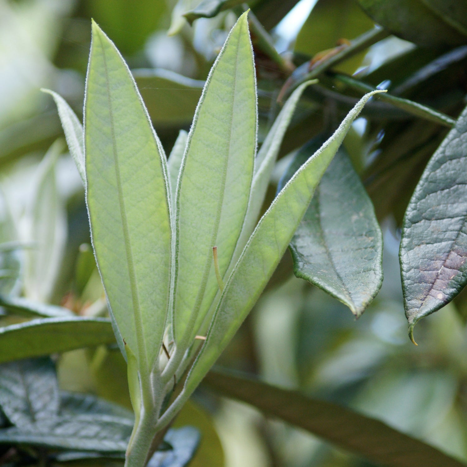 Rhododendron denudatum