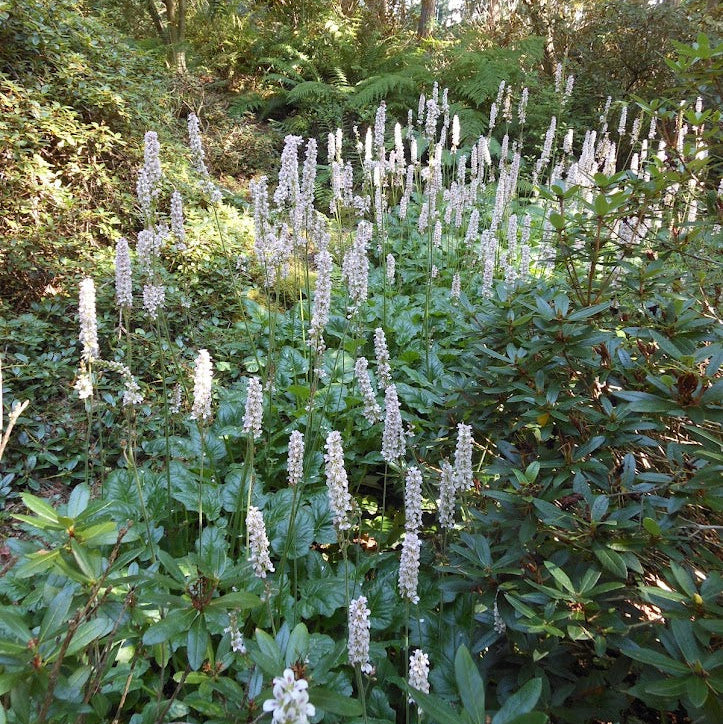 Francoa sonchifolia