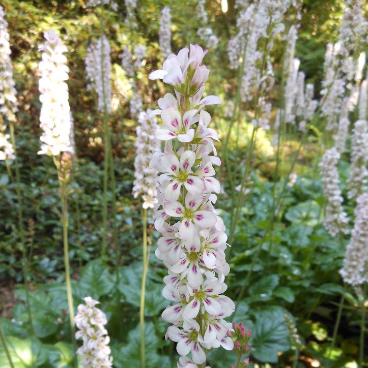 Francoa sonchifolia