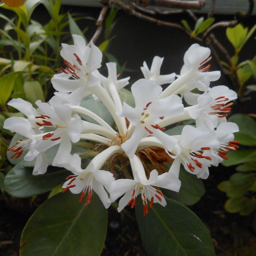 Rhododendron goodenoughii