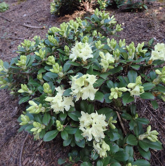 Rhododendron hanceanum (Nanum Group)  1973/131