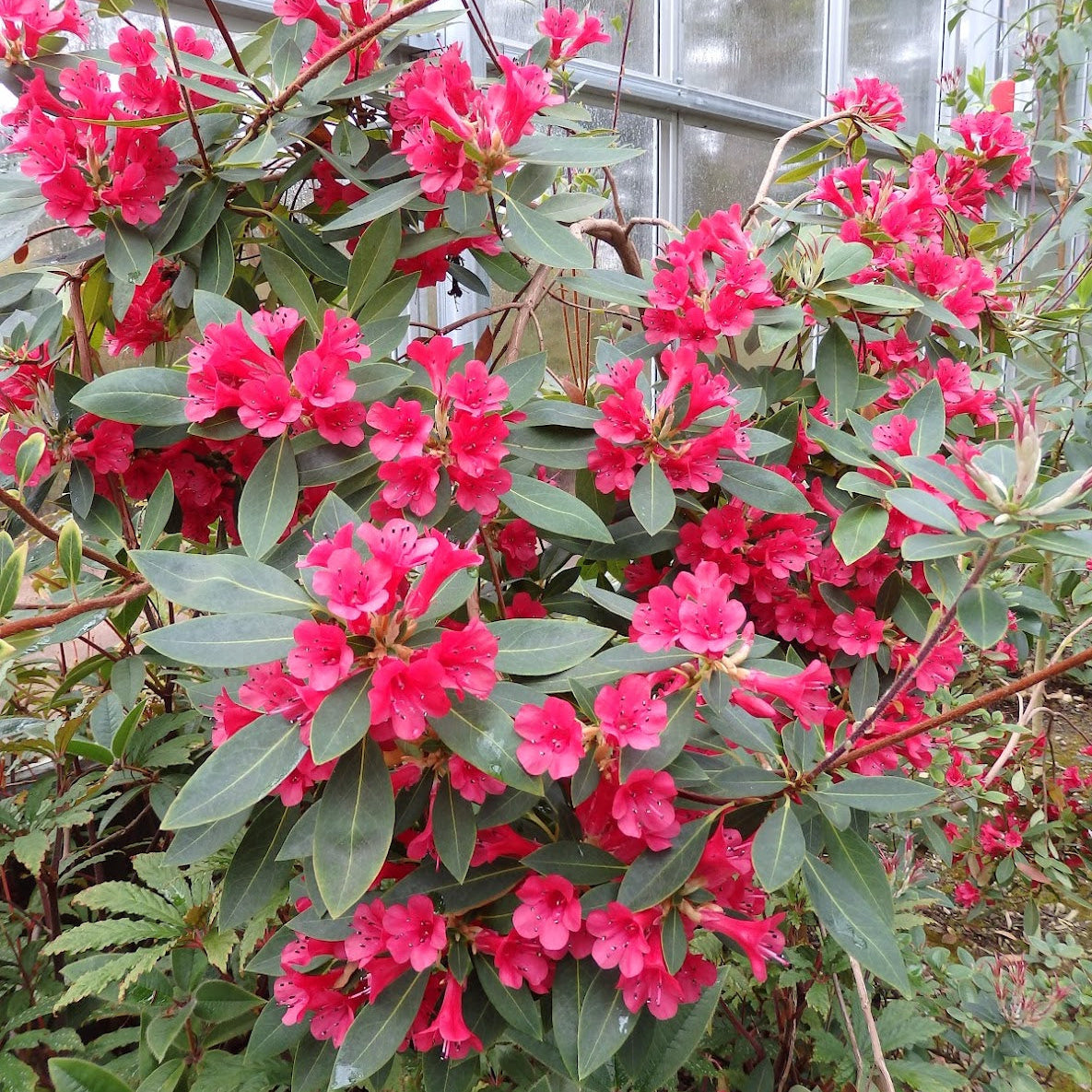 Rhododendron viallii  1981/078