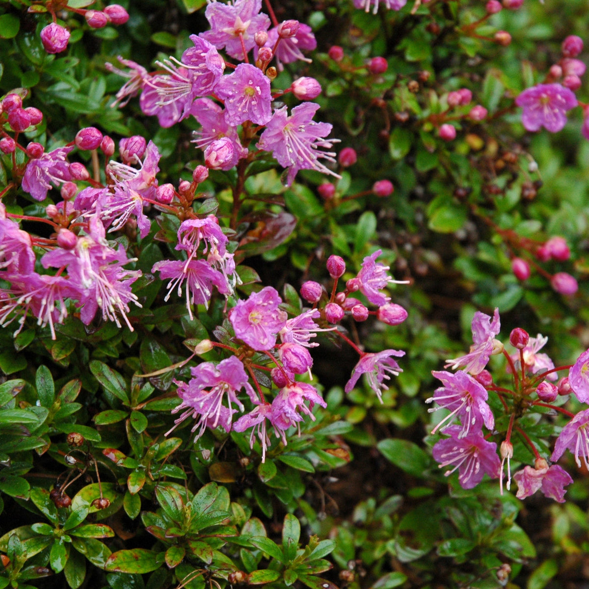 Kalmiopsis fragrans